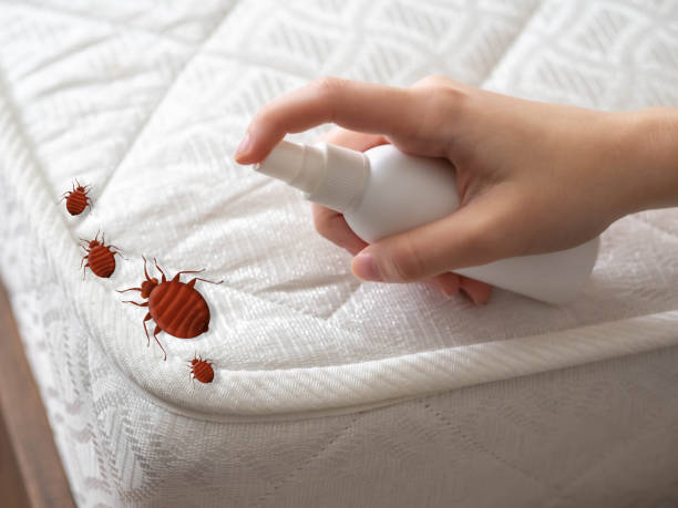 Professional Pest Control in Mount Angel, OR